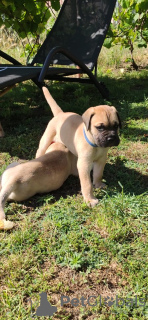 Foto №4. Ich werde verkaufen bullmastiff in der Stadt Subotica. züchter - preis - 500€