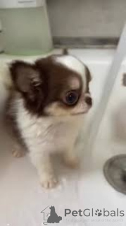 Foto №2 zu Ankündigung № 167078 zu verkaufen chihuahua - einkaufen Belgien quotient 	ankündigung, züchter