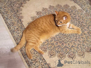 Foto №2 zu Ankündigung № 158300 zu verkaufen  - einkaufen Russische Föderation quotient 	ankündigung