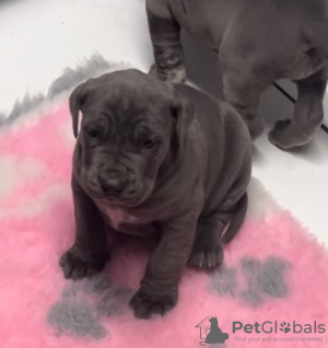 Foto №3. Kleine Kinder in der Stadt Cane Corso. Deutschland