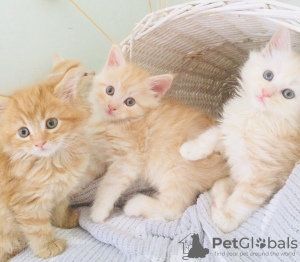 Foto №1. maine-coon-katze - zum Verkauf in der Stadt California | 199€ | Ankündigung № 37304