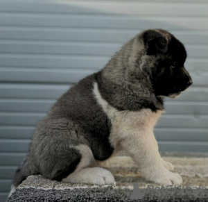 Zusätzliche Fotos: Amerikanischer Akita, Welpen von höchster Qualität