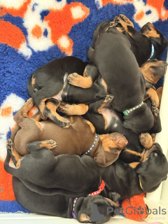 Foto №3. Todella upeita dobermaninpentuja erinomaisella jalostuksella. Finnland