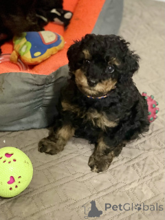 Foto №3. Toy Poodle Black & Tan Pedigree. Serbien