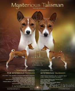 Zusätzliche Fotos: Afrikanische Barkless Hundewelpen Basenji