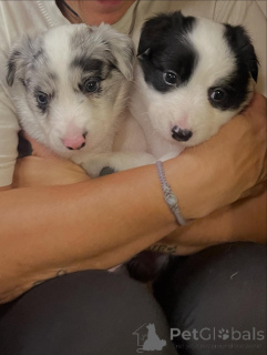 Foto №2 zu Ankündigung № 171703 zu verkaufen border collie - einkaufen Belgien quotient 	ankündigung