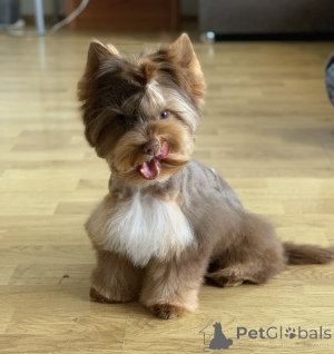 Foto №3. Farbe York. Montenegro