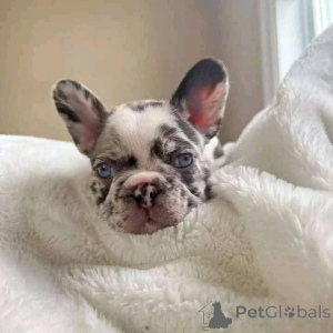 Foto №4. Ich werde verkaufen  in der Stadt Hamilton.  - preis - 823€