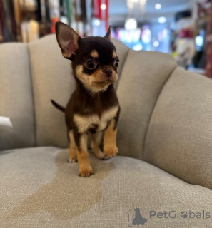 Foto №3. Selbstaufgezogene Chihuahua-Welpen sind jetzt bereit. Deutschland