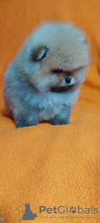 Foto №2 zu Ankündigung № 128825 zu verkaufen pommersche spitz - einkaufen Ukraine quotient 	ankündigung, vom kindergarten, züchter