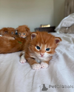 Foto №1. maine-coon-katze - zum Verkauf in der Stadt München | 400€ | Ankündigung № 150609