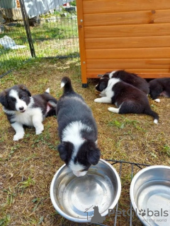 Foto №1. border collie - zum Verkauf in der Stadt Flensburg | verhandelt | Ankündigung № 109171