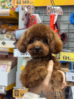 Foto №3. Teddypudel China. Russische Föderation