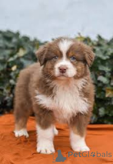 Foto №4. Ich werde verkaufen australian shepherd in der Stadt New York. quotient 	ankündigung, züchter - preis - 969€
