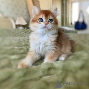 Foto №1. ragdoll-katze - zum Verkauf in der Stadt Berlin | Frei | Ankündigung № 135363