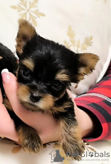 Foto №2 zu Ankündigung № 129211 zu verkaufen yorkshire terrier - einkaufen Serbien züchter