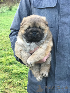 Foto №2 zu Ankündigung № 126079 zu verkaufen chow-chow - einkaufen Serbien züchter