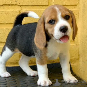 Foto №2 zu Ankündigung № 38236 zu verkaufen beagle - einkaufen Australien quotient 	ankündigung