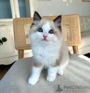 Foto №1. ragdoll-katze - zum Verkauf in der Stadt Atlanta | 246€ | Ankündigung № 105105