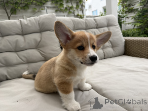 Foto №2 zu Ankündigung № 168788 zu verkaufen welsh corgi - einkaufen Polen züchter