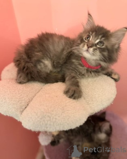 Foto №3. Maine-Coon-Kätzchen. Deutschland