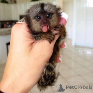 Foto №2 zu Ankündigung № 161697 zu verkaufen  - einkaufen Ukraine 