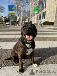 Foto №1. staffordshire bull terrier - zum Verkauf in der Stadt Barcelona | verhandelt | Ankündigung № 122287