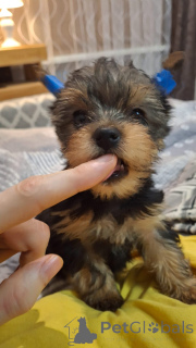 Foto №4. Ich werde verkaufen biewer terrier, yorkshire terrier in der Stadt Vilnius. quotient 	ankündigung, vom kindergarten - preis - 550€