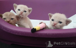 Foto №1. burma-katze - zum Verkauf in der Stadt Barsbüttel | 350€ | Ankündigung № 174533