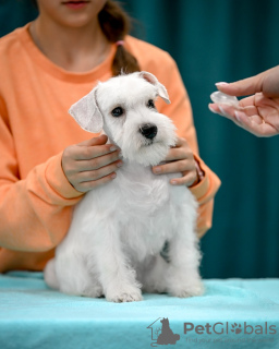 Foto №2 zu Ankündigung № 121772 zu verkaufen schnauzer - einkaufen Weißrussland vom kindergarten