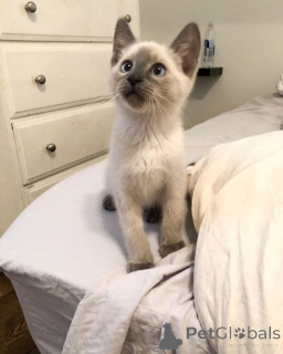 Foto №1. siamkatze - zum Verkauf in der Stadt Alingsq | 700€ | Ankündigung № 162969