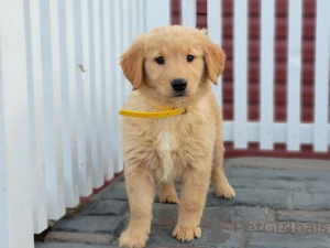 Foto №1. golden retriever - zum Verkauf in der Stadt London Colney | 800€ | Ankündigung № 75566