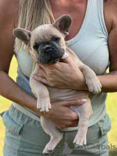 Zusätzliche Fotos: Welpen zu verkaufen Französische Bulldogge