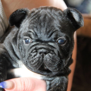 Foto №3. Ich biete Welpen französische Bulldogge an. Russische Föderation