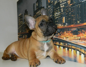 Foto №4. Ich werde verkaufen französische bulldogge in der Stadt Киев. züchter - preis - 475€