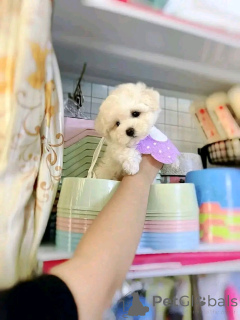 Foto №2 zu Ankündigung № 138638 zu verkaufen bichon frisé - einkaufen USA züchter