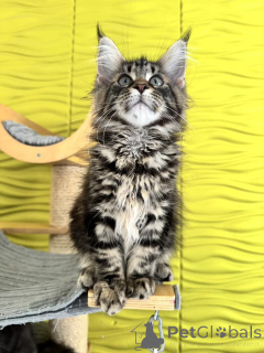 Foto №2 zu Ankündigung № 138045 zu verkaufen maine-coon-katze - einkaufen Spanien quotient 	ankündigung