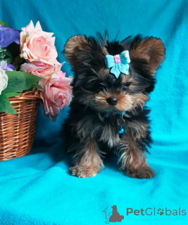 Foto №3. York ist ein wundervoller Junge. Russische Föderation