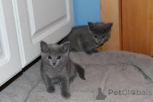 Foto №2 zu Ankündigung № 164665 zu verkaufen russisch blau - einkaufen Finnland quotient 	ankündigung, züchter