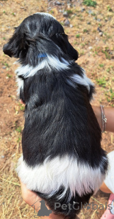 Foto №2 zu Ankündigung № 173765 zu verkaufen shih tzu - einkaufen Belgien 