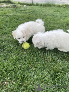 Foto №2 zu Ankündigung № 149850 zu verkaufen maltipu - einkaufen Deutschland quotient 	ankündigung, züchter