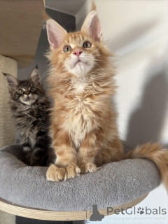 Foto №3. Gatitos Maine Coon Machos y Hembras Sanos Que Buscan Nuevos Hogares. Spanien