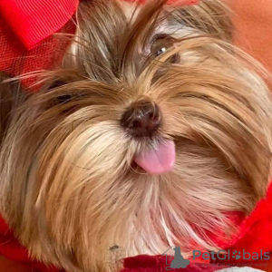 Foto №2 zu Ankündigung № 99297 zu verkaufen yorkshire terrier - einkaufen USA züchter