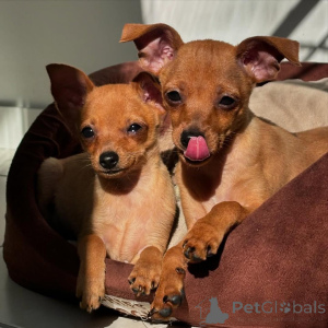 Foto №2 zu Ankündigung № 135626 zu verkaufen dobermann - einkaufen Deutschland züchter