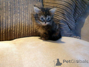 Foto №1. maine-coon-katze - zum Verkauf in der Stadt Antwerpen | Frei | Ankündigung № 160355