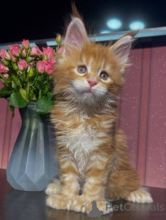 Foto №3. Maine-Coon-Kätzchen. USA