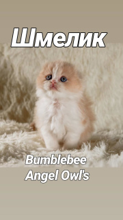 Foto №4. Ich werde verkaufen schottische faltohrkatze in der Stadt Syktyvkar. vom kindergarten, züchter - preis - verhandelt