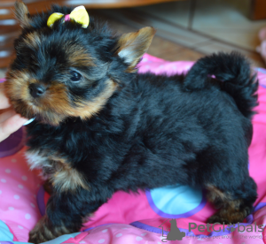 Foto №3. Yorkshire Terrier männlich und weiblich. Polen