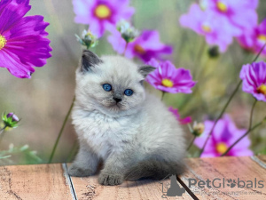 Foto №2 zu Ankündigung № 103751 zu verkaufen ragdoll-katze - einkaufen Deutschland quotient 	ankündigung