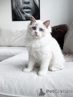 Foto №1. ragdoll-katze - zum Verkauf in der Stadt Quinns rockt | 2809€ | Ankündigung № 176611